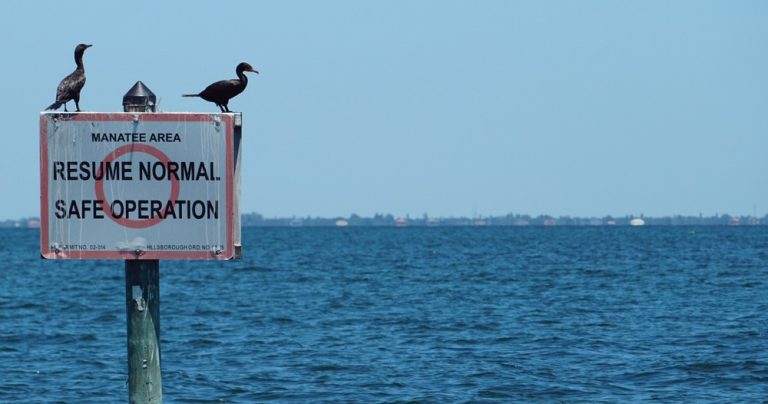 the tampa bay estuary program EhF5K 0a bM unsplash 768x404