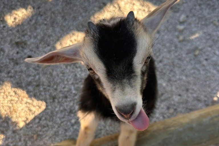 fun farm gallery 1 1 768x512