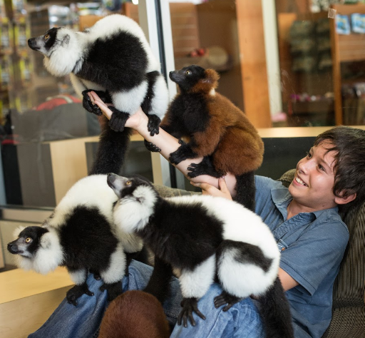 lemur 1