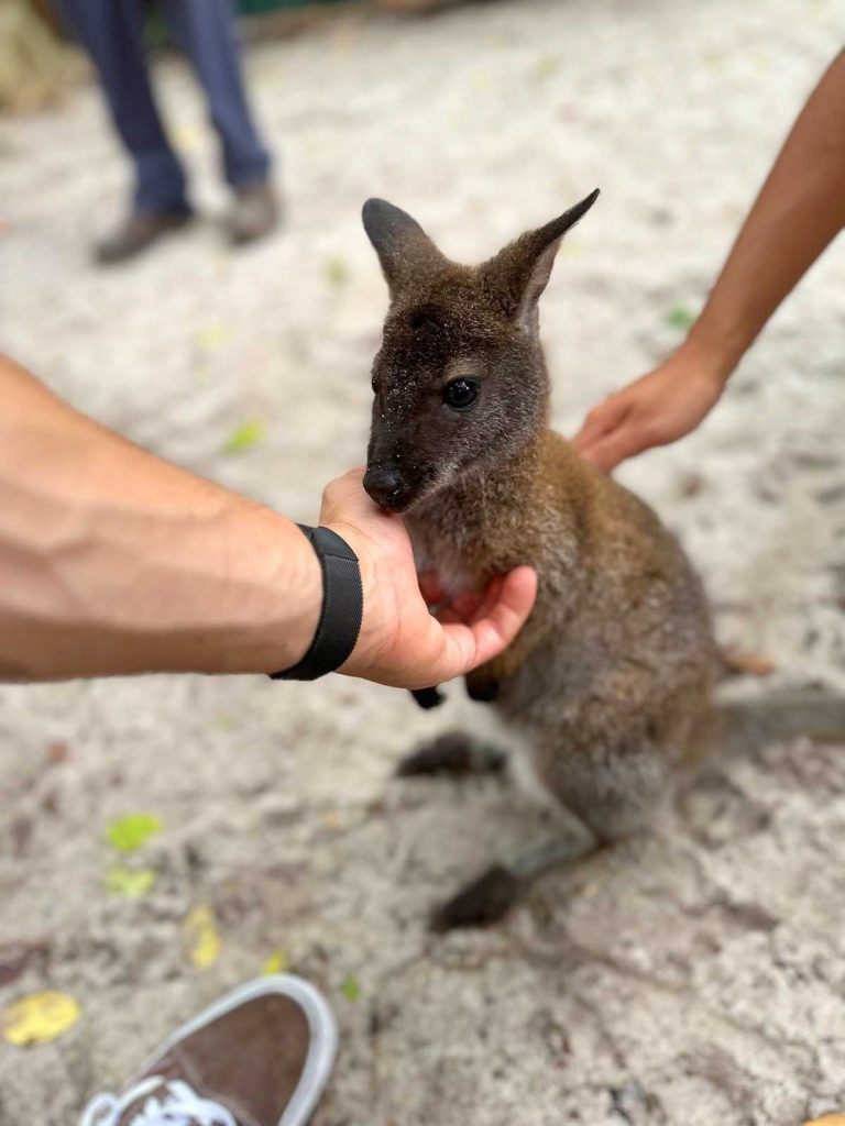 wallaby encounter gallery 1 1 768x1024
